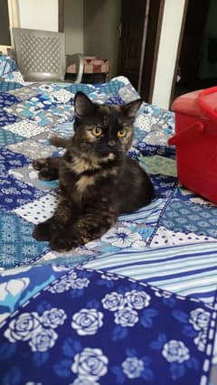 Cat's for sale