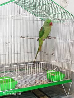 Talking Parrot