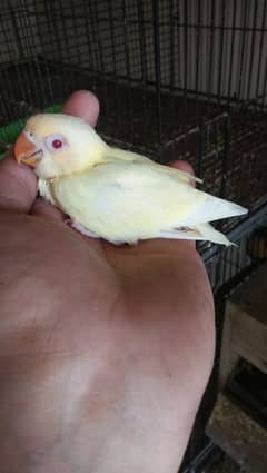 love birds chicks best age for hand tamed read full ad