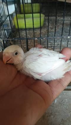 1000 my love birds chick best age for hand tamed read full ad