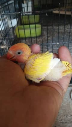 1000 my love birds chick best age for hand tamed read full ad