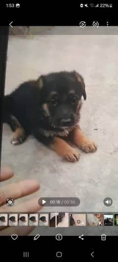 German Shepherd 3 months