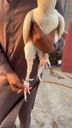 Heera murga for sale