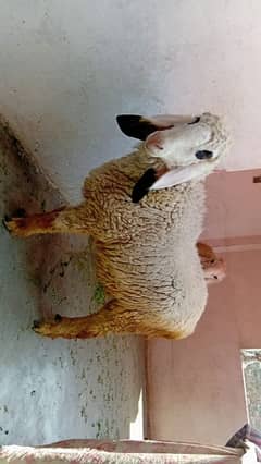 Lussan