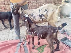 Amratsari /nagra beetal /sahiwal /qurbani goat /bakr /Sheep/desi goat