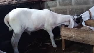 Pure White Dumba For Sell