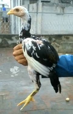 Aseel chicks Thai crass