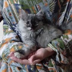 female double coat persian