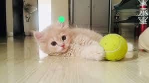 Kittens