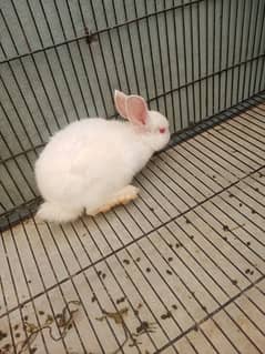 white rabbit female red eye