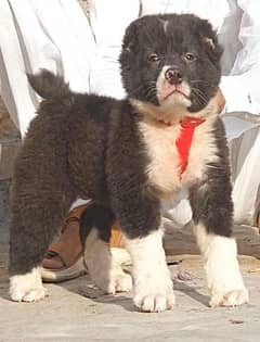 king alabai dabal hadi male security dogs important blood line for sal