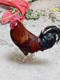 Desi cock | Red color | 4000 rs price