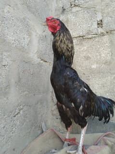 aseel Black jawa