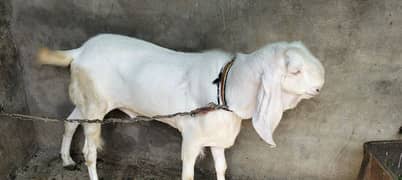 for sale qurbani