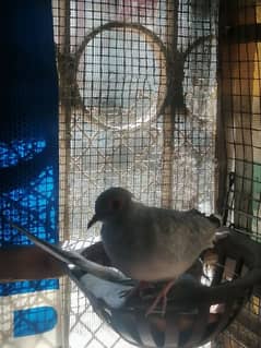 dove 500