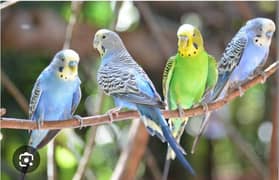 birds