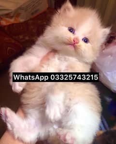 kitten