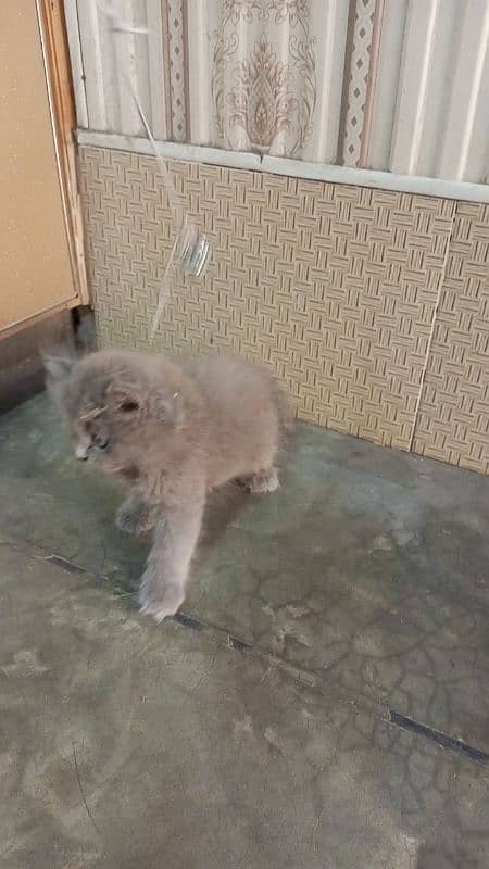 Persian  triple coated  kitten 03247627801 1
