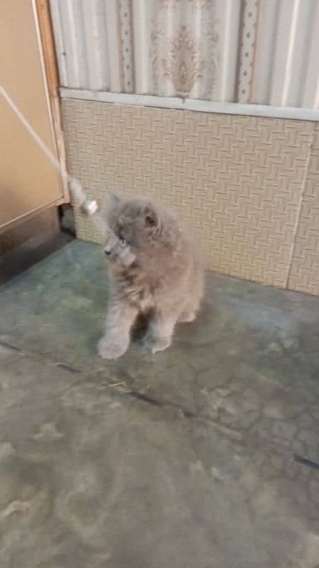 Persian  triple coated  kitten 03247627801 2