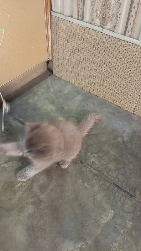 Persian  triple coated  kitten 03247627801 3