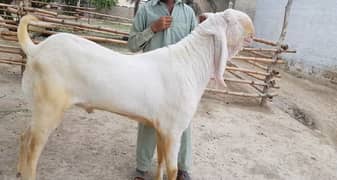 Rajanpuri Bakra For Sale CALL _03207353182
