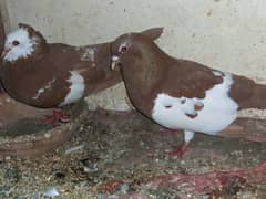 kabotr