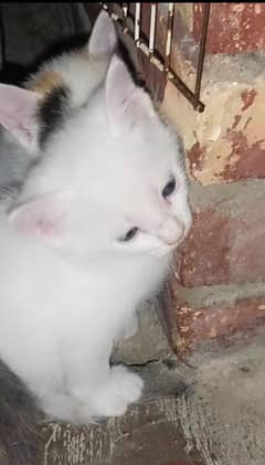 kittens