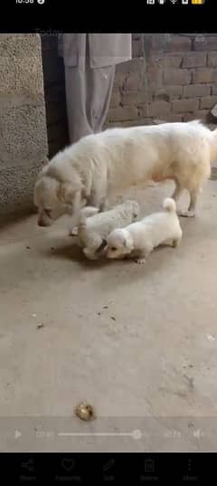 pure Russian red nose puppy for sale in tarnol Islamabad