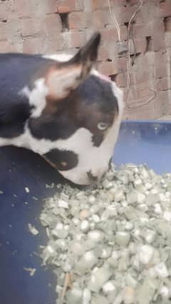 Pure Gulbi Abluck breeder quilty Teda white eyes 03238044850