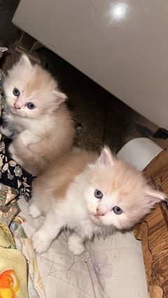 Persian kittens