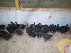 Australorp