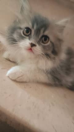 persian tripple ciated kittens