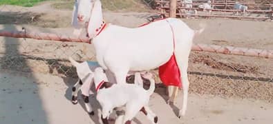 2 Bacchon Ka Sath Desi Bakri For Sale CALL _03704815729