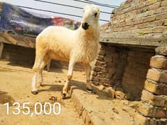 Chatra For Sale