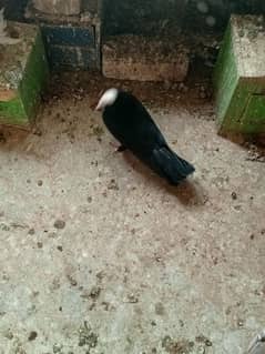 black mukhi chick