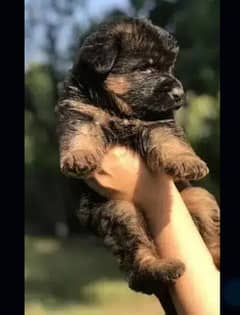 German