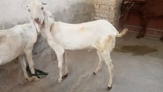 Bakra for sale  0328 7695293