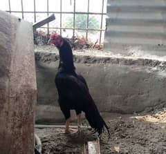 Aseel male for sale