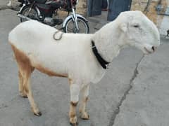 desi bakre
