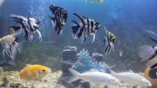 Fishes