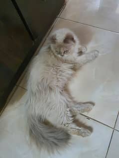 cat