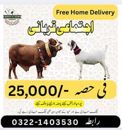 Qurbani bull Cow Bakra