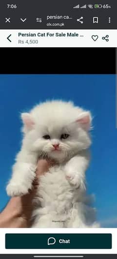 persian cat for sale male or female my WhatsApp 0329=26=63=252