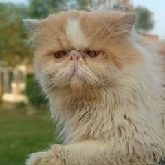 Peke Male Available For Mating/Cross