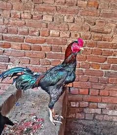 Imported line pakoye murga ha kaml chiz ha quality see in pic
