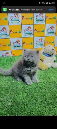 persian cat for sale male or female my WhatsApp 0329=26=63=252