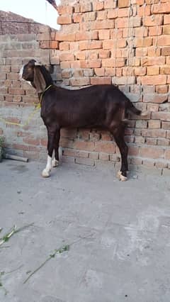desi bakre Hain 03061515696