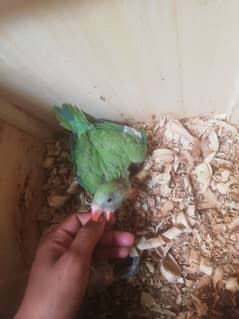 Parrot