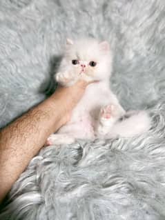 Ma Sha Allah Beautiful Quailty Kitten Available Peke peki piki