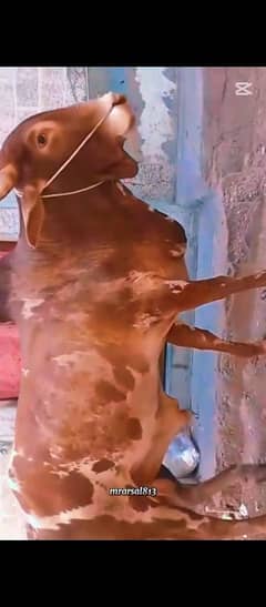 Lal Nhukra